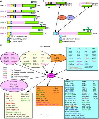 The Role of p21-Activated Kinases in Cancer and Beyond: Where Are We Heading?